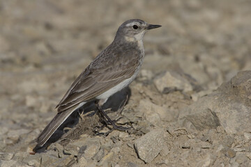 Water Pipit; Waterpieper; Anthus spinoletta