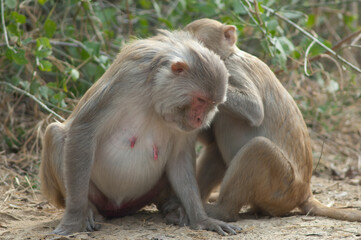 Rhesus macaques Macaca mulatta grooming. Keoladeo Ghana National Park. Bharatpur. Rajasthan. India.