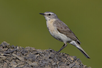 Water Pipit; Waterpieper; Anthus spinoletta