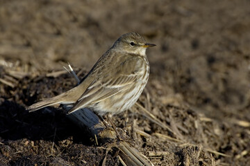 Water Pipit; Waterpieper; Anthus spinoletta