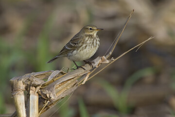 Water Pipit; Waterpieper; Anthus spinoletta