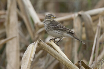 Water Pipit; Waterpieper; Anthus spinoletta