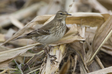 Water Pipit; Waterpieper; Anthus spinoletta