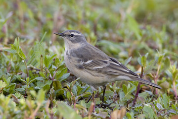 Water Pipit; Waterpieper; Anthus spinoletta