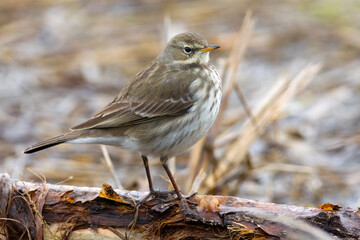 Waterpieper, Water Pipit, Anthus spinoletta