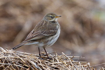 Waterpieper, Water Pipit, Anthus spinoletta