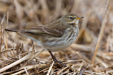 Waterpieper, Water Pipit, Anthus spinoletta