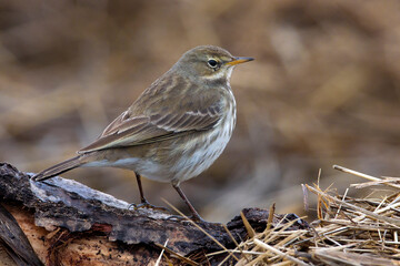 Waterpieper, Water Pipit, Anthus spinoletta © AGAMI