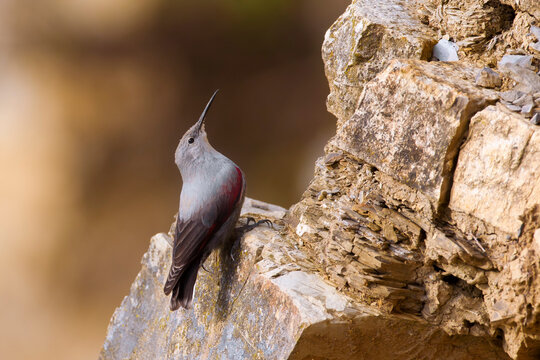 Rotskruiper, Wallcreeper, Tichodroma muraria