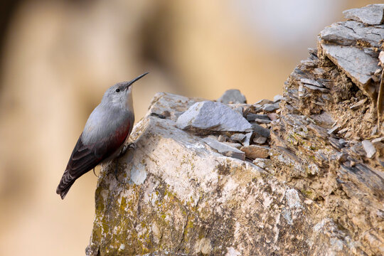 Rotskruiper, Wallcreeper, Tichodroma muraria