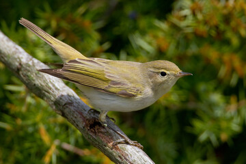 Bergfluiter, Western Bonelli's Warbler, Phylloscopus bonelli