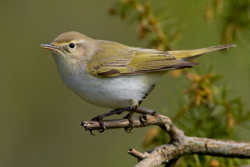 Bergfluiter, Western Bonelli's Warbler, Phylloscopus bonelli