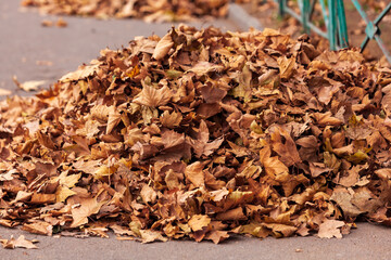 Autumn leaves in beautiful fall, heap of dry leaves in autumn