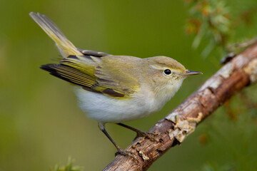 Bergfluiter, Western Bonelli's Warbler, Phylloscopus bonelli