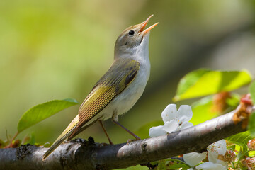 Bergfluiter, Western Bonelli's Warbler, Phylloscopus bonelli