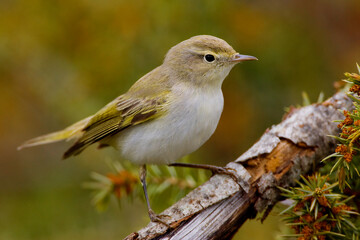 Bergfluiter, Western Bonelli's Warbler, Phylloscopus bonelli