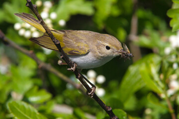 Bergfluiter, Western Bonelli\'s Warbler, Phylloscopus bonellii