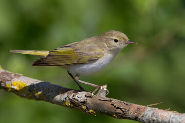 Bergfluiter, Western Bonelli\'s Warbler, Phylloscopus bonellii