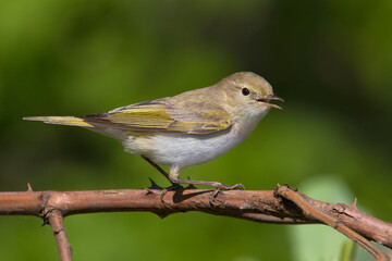 Bergfluiter, Western Bonelli\'s Warbler, Phylloscopus bonellii