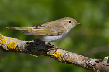 Bergfluiter, Western Bonelli\'s Warbler, Phylloscopus bonellii