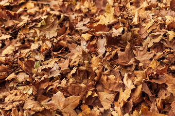 Autumn leaves in beautiful fall, heap of dry leaves in autumn