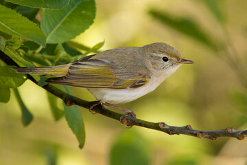 Bergfluiter, Western Bonelli\'s Warbler, Phylloscopus bonellii