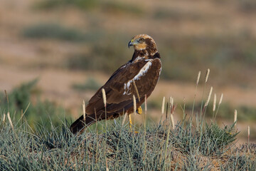 Bruine Kiekendief, Western Marsh Harrier, Circus aeruginosus