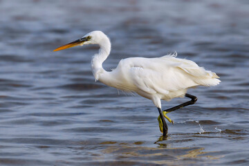 Westelijke Rifreiger, Western Reef heron, Egretta gularis