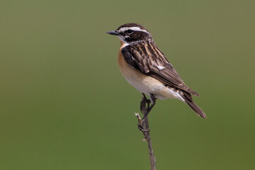 Paapje, Winchat, Saxicola rubetra