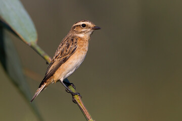 Paapje, Winchat, Saxicola rubetra