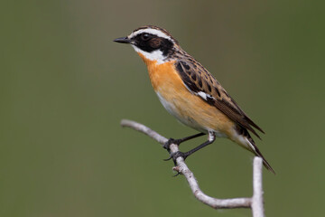Fototapeta premium Paapje, Winchat, Saxicola rubetra