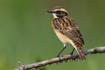 Paapje, Winchat, Saxicola rubetra