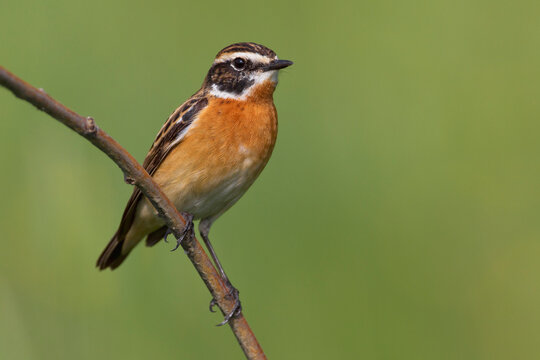 Paapje, Winchat, Saxicola rubetra