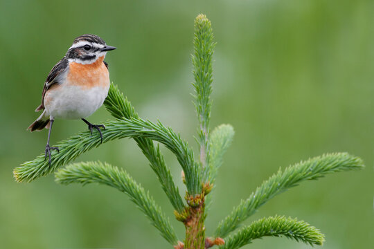Paapje; Winchat; Saxicola rubetra