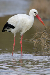 White Stork; Ooievaar; Ciconia ciconia