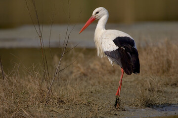 White Stork; Ooievaar; Ciconia ciconia