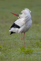 Foto op Canvas White Stork  Ooievaar  Ciconia ciconia © AGAMI