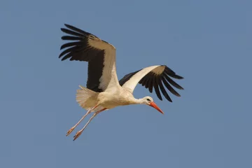 Fototapeten Ooievaar, White Stork, Ciconia ciconia © AGAMI
