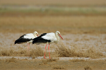 Ooievaar, White Stork, Ciconia ciconia