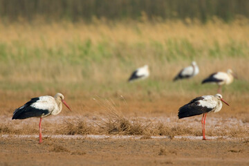 Ooievaar, White Stork, Ciconia ciconia