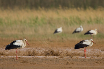 White Stork, Ooievaar, Ciconia ciconia