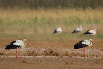 Foto op Plexiglas White Stork, Ooievaar, Ciconia ciconia © AGAMI
