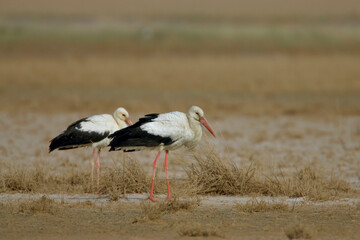 White Stork, Ooievaar, Ciconia ciconia