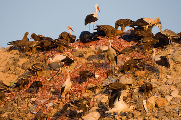 Ooievaar, White Stork, Ciconia ciconia
