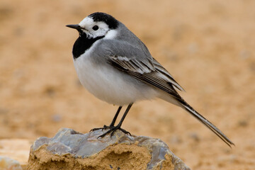 White Wagtail, Witte kwikstaart, Motacilla alba