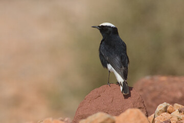 Fototapeta premium White-crowned Wheatear, Witkruintapuit, Oenanthe leucopyga