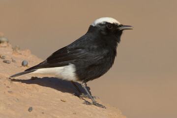 White-crowned Wheatear, Witkruintapuit, Oenanthe leucopyga