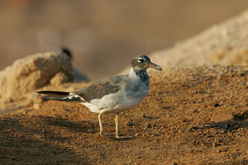 Witoogmeeuw, White-eyed Gull, Larus leucophthalmus
