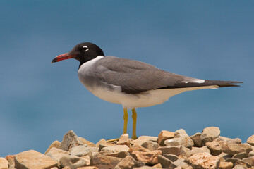 Witoogmeeuw, White-eyed Gull, Larus leucophthalmus