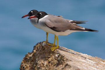 Witoogmeeuw, White-eyed Gull, Larus leucophthalmus